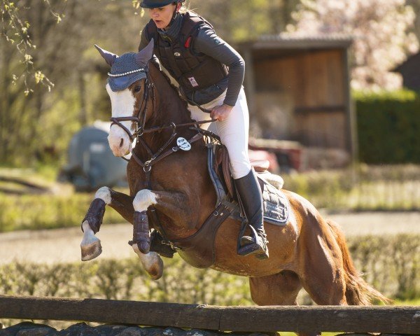 eventing horse Massalina T (German Riding Pony, 2019, from Mentos Charmeur)