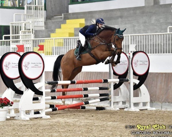 jumper Acichello PS (Oldenburg, 2012, from Action-Breaker)