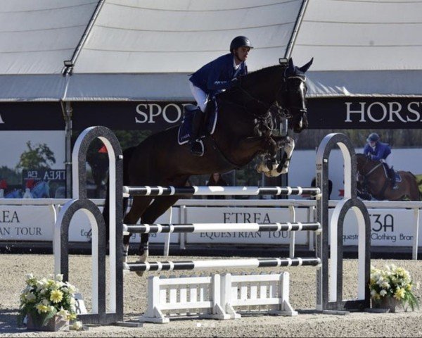 Springpferd Esprit de La Roque (KWPN (Niederländisches Warmblut), 2009, von Kannan)