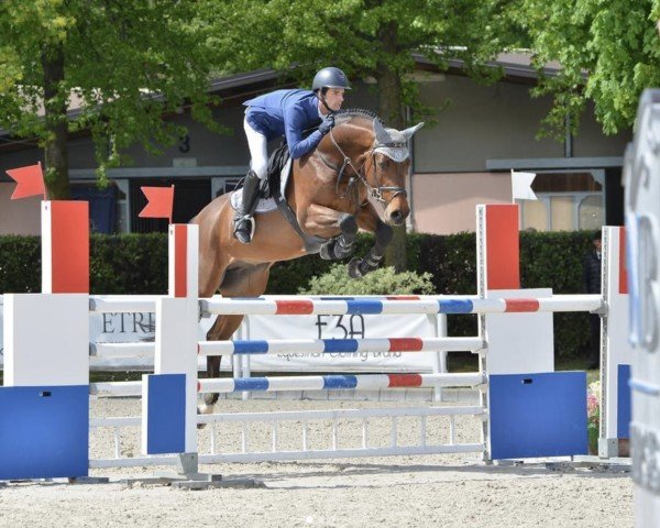 Springpferd Aranykapu Adaman (Holsteiner, 2016, von Adagio de Talma)