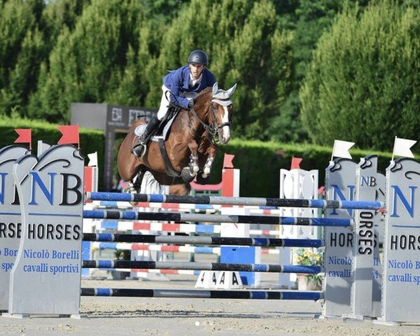 jumper Moonlight du Cozar (Belgian Warmblood, 2012, from Button Sitte) jumper Moonlight du Cozar (Belgian Warmblood, 2012, from Button Sitte)