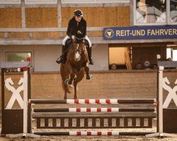 Springpferd Cancarda conquers Hearts (Hannoveraner, 2020, von Carridam)