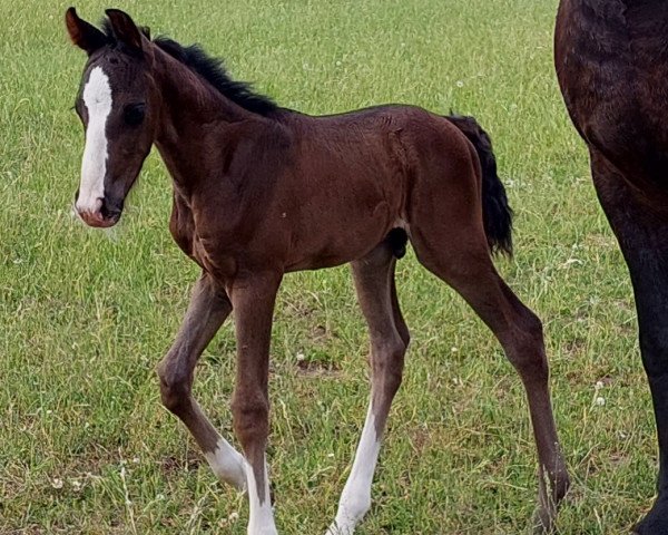 Cavallo Remiro (Oldenburger, 2021, di Rasputin)