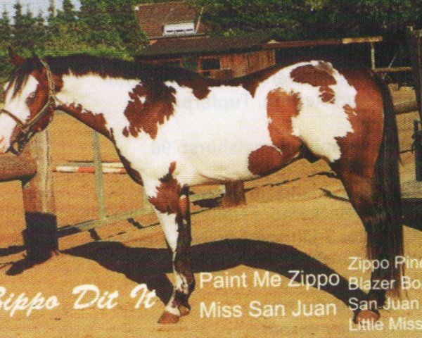 stallion Zippo Did It (Paint Horse, 1995, from Paint Me Zippo) stallion Zippo Did It (Paint Horse, 1995, from Paint Me Zippo)