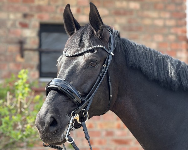 Dressurpferd Sincerely Silver (Hannoveraner, 2018, von Secret) Dressurpferd Sincerely Silver (Hannoveraner, 2018, von Secret)