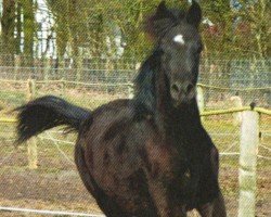 dressage horse Char Coal (Arabian purebred, 2012, from Black Astir ox)