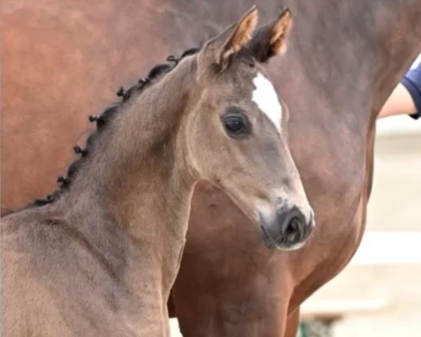 Pferd Extraordinary (Westfale, 2023, von Expectation PS)