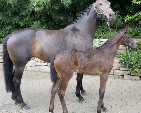 horse Rising Sun (Westphalian, 2021, from Raven)