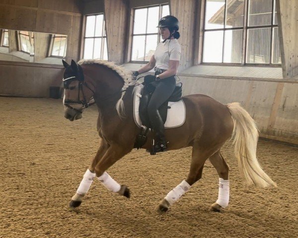 dressage horse Armaari SCH (4,93% ox) (Edelbluthaflinger, 2018, from Armani Ass (4,004% ox))