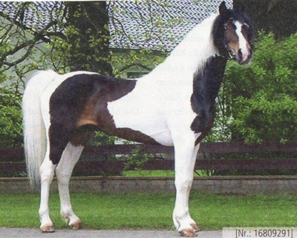 stallion Great Dean (Lewitzer, 1997, from Gandor)