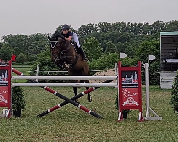 jumper Bacardi Coconut (Zangersheide riding horse, 2013, from Bacardi-Rhum de Muze)