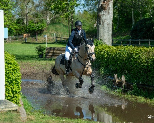 dressage horse Paco (Andalusians/horse of pure Spanish race, 2019)