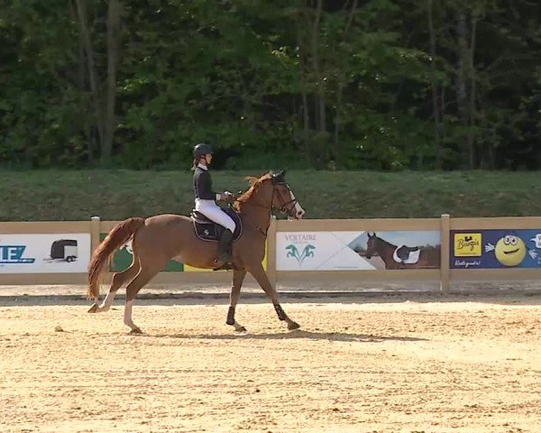 Reitturnier Tiefenhof/Opf. 2025
