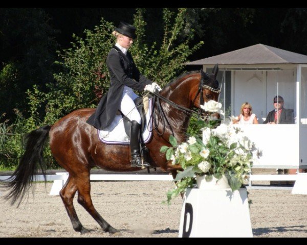 dressage horse Rigoletto 126 (Bavarian, 1995, from Rock'n Roll) dressage horse Rigoletto 126 (Bavarian, 1995, from Rock'n Roll)