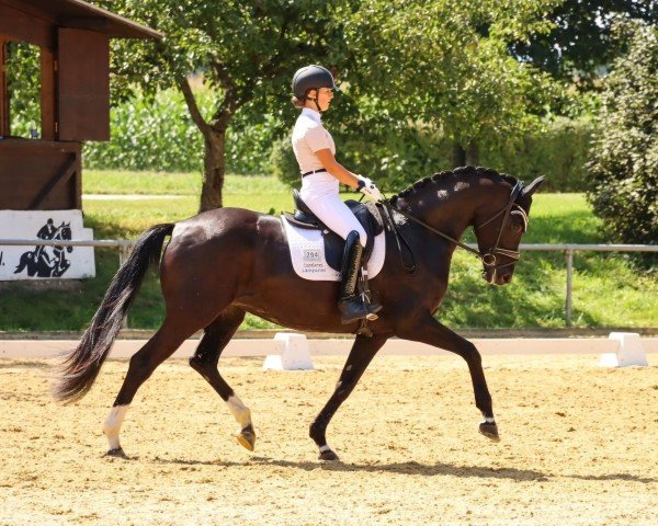dressage horse Scharlotte 3 (German Sport Horse, 2018, from Secret)