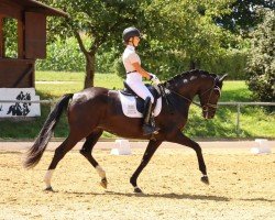 dressage horse Scharlotte 3 (German Sport Horse, 2018, from Secret)