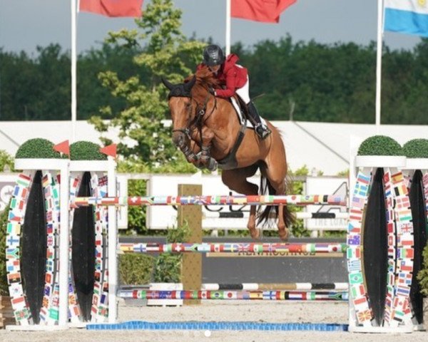 jumper N-Balourouge de Semilly (Belgian Warmblood, 2013, from Kalaska de Semilly)