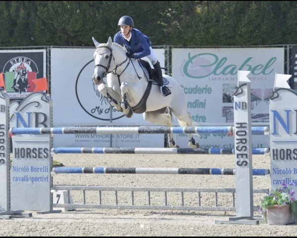 Springpferd Uranus de Rouhet AA (Anglo-Araber, 2008, von Cook du Midour AA)