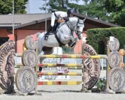 horse Dicenlou PS (Oldenburg, 2014, from Tailormade's Diarado's Boy 256 FIN)