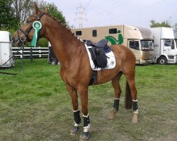 dressage horse Lexxus 2 (Oldenburg, 2008, from Licotus)
