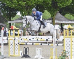 Pferd Pin Up (Holsteiner, 2014, von Quidam de Revel)