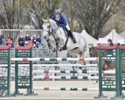 jumper Juventus (Belgian Warmblood, 2009, from Corland)