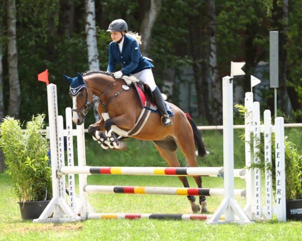 Cavallo da Dressage Chleyn Pico (Pony da Sella Tedesco, 2010, di Eichhofs Pik Royal)