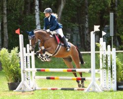 Dressurpferd Chleyn Pico (Deutsches Reitpony, 2010, von Eichhofs Pik Royal)