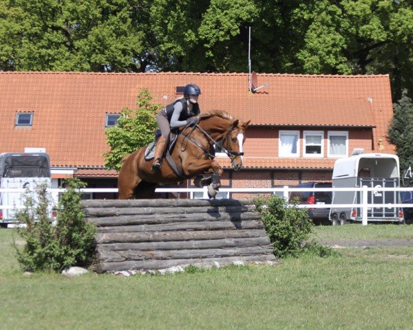 Springpferd Kaskada 8 (Deutsches Sportpferd, 2017, von Kaiserwind)