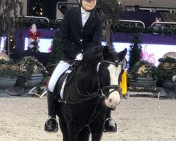 dressage horse Happy Star 2 (unknown, 2003)
