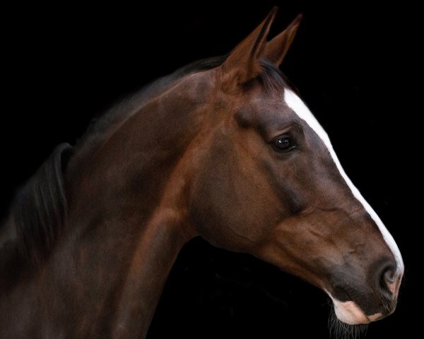 Dressurpferd Daiquiri 115 (Hannoveraner, 2012, von Don Diamond)