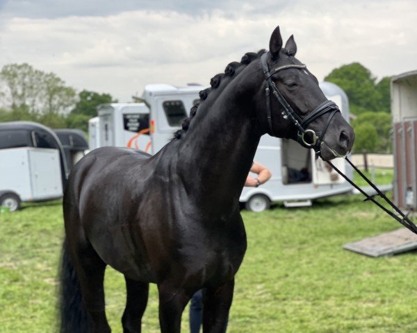dressage horse Fürst Rubinstein Gold (Oldenburg, 2020, from Fürst Romancier) dressage horse Fürst Rubinstein Gold (Oldenburg, 2020, from Fürst Romancier)