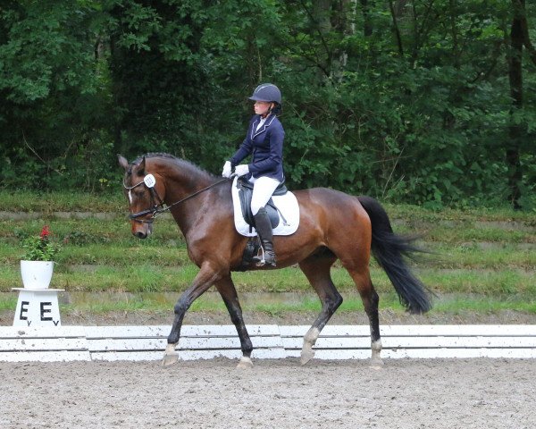 dressage horse Lasse Lindqvist (Hanoverian, 2011, from Landstreicher)