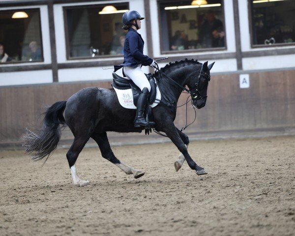 Dressurpferd Campino 479 (Pony ohne Rassebezeichnung, 2009)