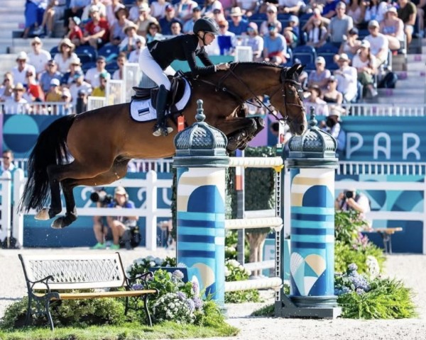 jumper Expert (KWPN (Royal Dutch Sporthorse), 2009, from Ustinov)
