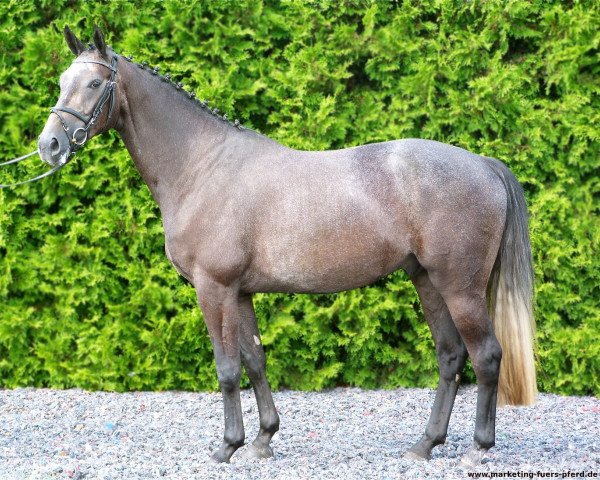 horse Reve van Diamond (Hanoverian, 2008, from Royal Diamond) horse Reve van Diamond (Hanoverian, 2008, from Royal Diamond)