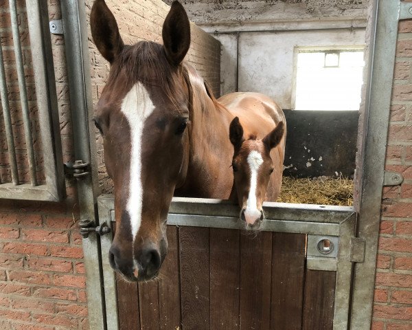 broodmare Filia Bella W (Westphalian, 2021, from Fürst Samarant)