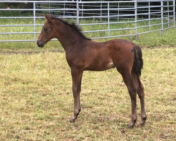 horse Velvet W (Westphalian, 2021, from Vaderland OLD)