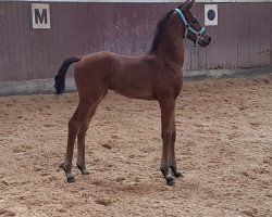 Pferd Von Herzen (Westfale, 2021, von Valverde NRW)