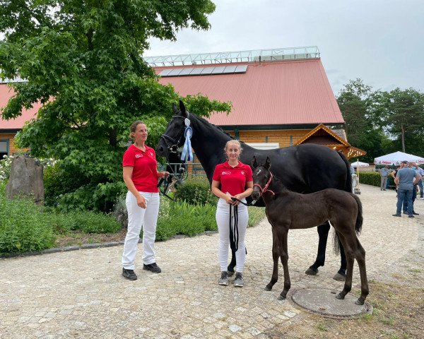 Pferd Ponymims Du hübsche Kleine (Deutsches Reitpony, 2021, von Dating AT NRW)