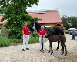 Pferd Ponymims Du hübsche Kleine (Deutsches Reitpony, 2021, von Dating AT NRW)