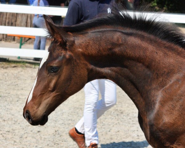 stallion Emil (Mecklenburg, 2021, from Erdinger)