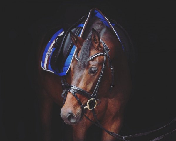 broodmare Fairytale Dance (Westphalian, 2014, from Fürst Larino)