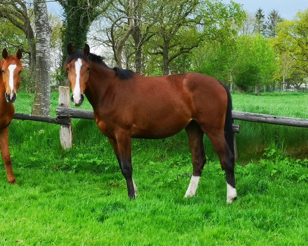 broodmare Mary Poppins (Holsteiner, 2019, from Diago 22)