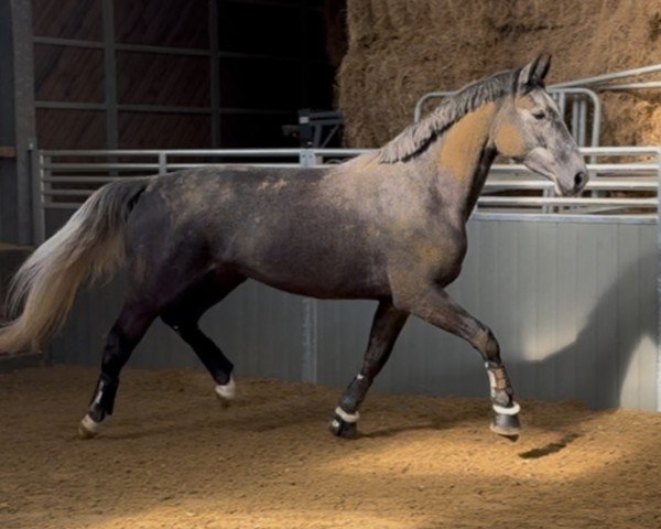 horse For my feeling (Hanoverian, 2021, from Fantastic)
