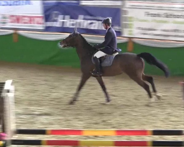 Keppelner Springpferdemeeting 2014