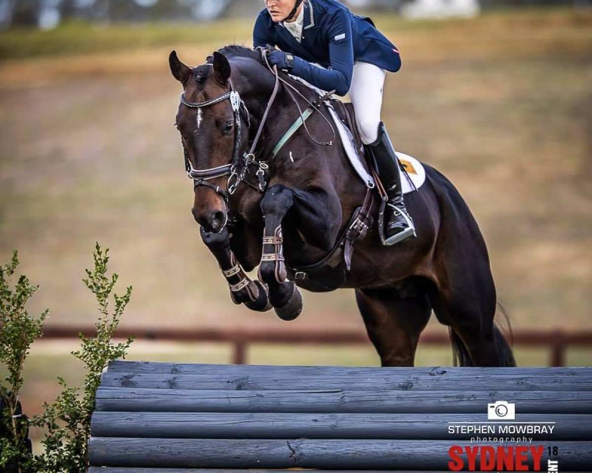 jumper Toulando (Holsteiner, 2012, from Toulon)