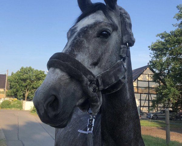 jumper Charisma H 7 (Holsteiner, 2016, from Chaman)