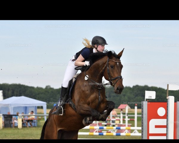 broodmare Chilli 29 (German Sport Horse, 2011, from Claudio's Son)
