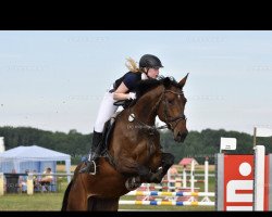 broodmare Chilli 29 (German Sport Horse, 2011, from Claudio's Son)